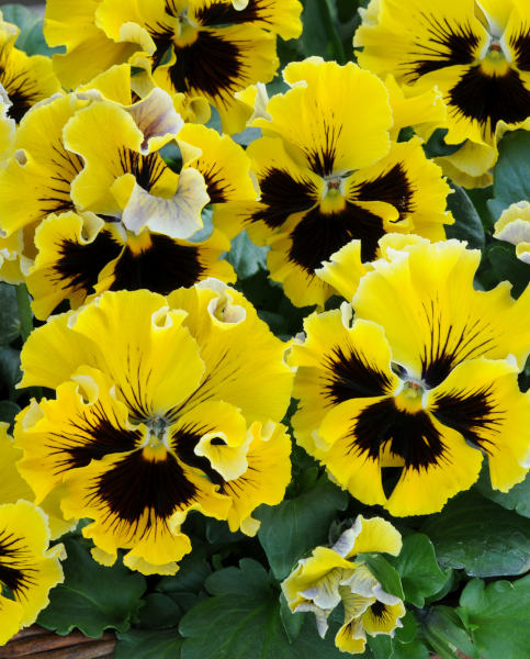 Pansy Frizzle Sizzle Yellow (171)- едроцветна къдрава теменужка